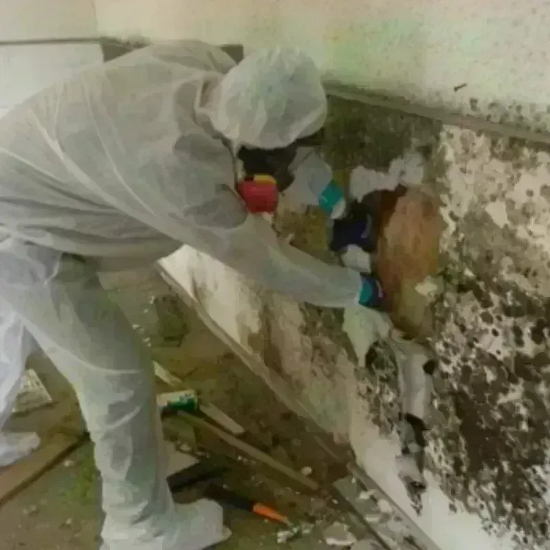 Mold Remediation and Removal in Lincoln Parish, LA